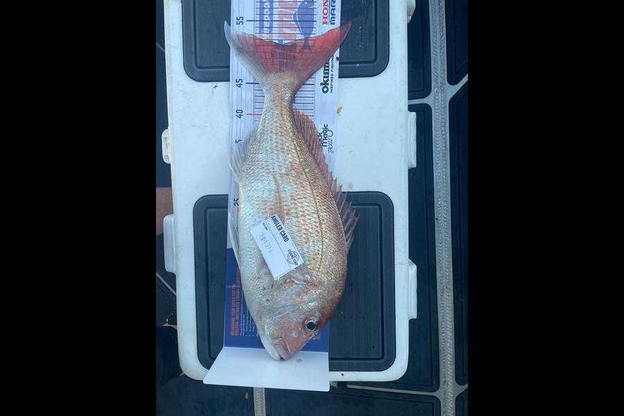 Sascha Haag caught this 51.0cm Snapper at Bay of Plenty during The Hirepool Baitmates Fishing Comp