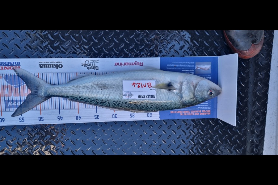 Shane  Brown  caught this 52.0cm Kahawai at Manawatu during The Hirepool Baitmates Fishing Comp