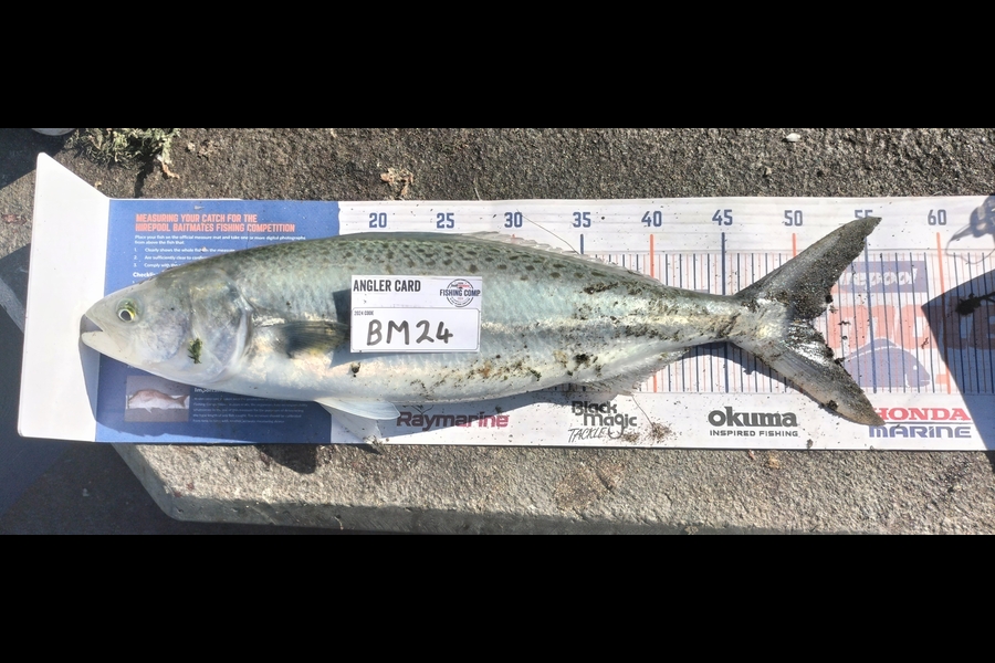 Joel Rangi caught this 51.0cm Kahawai at Bay of Plenty during The Hirepool Baitmates Fishing Comp