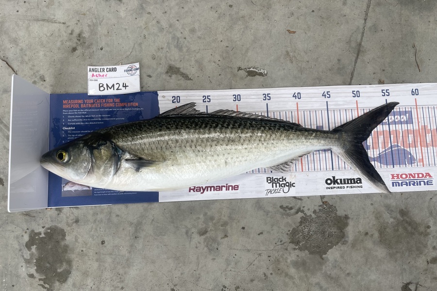 Asher Russell caught this 50.0cm Kahawai at Northland during The Hirepool Baitmates Fishing Comp