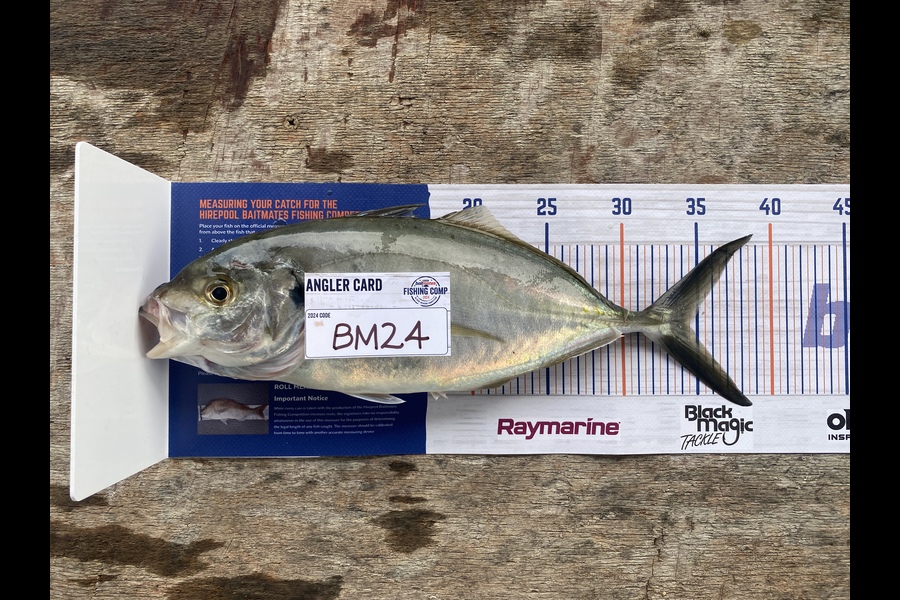 Jimmy Wong caught this 34.0cm Trevally at Auckland during The Hirepool Baitmates Fishing Comp