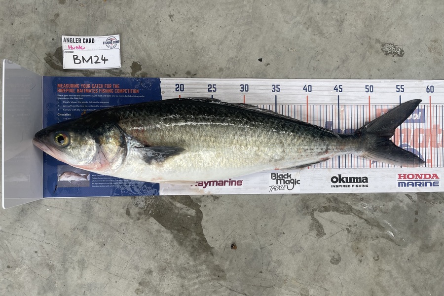 Hunter Russell caught this 53.0cm Kahawai at Northland during The Hirepool Baitmates Fishing Comp