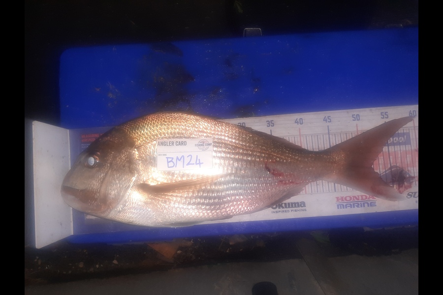 Aaron Motutere  caught this 51.0cm Snapper at Bay of Plenty during The Hirepool Baitmates Fishing Comp