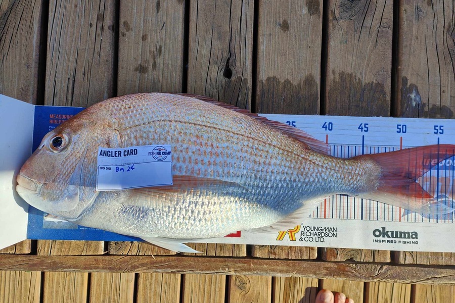 Mohi Wild caught this 52.0cm Snapper at Wellington during The Hirepool Baitmates Fishing Comp