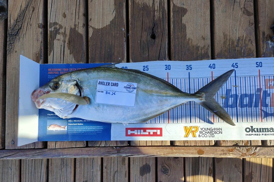 Mohi Wild caught this 40.0cm Trevally at Wellington during The Hirepool Baitmates Fishing Comp
