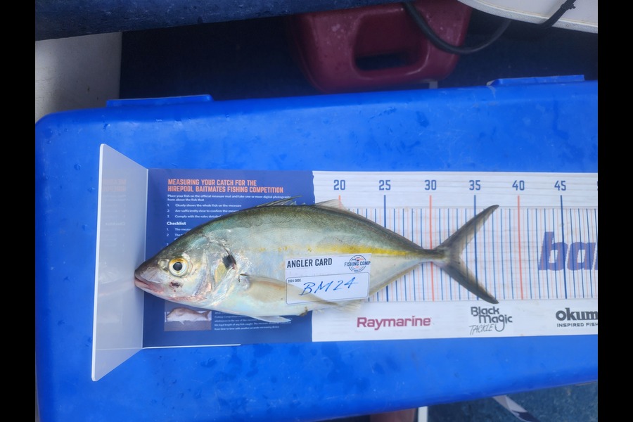 Chris Blair caught this 33.0cm Trevally at Auckland during The Hirepool Baitmates Fishing Comp