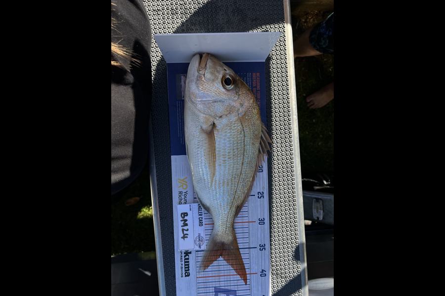 Shawn Robin caught this 36.0cm Snapper at Coromandel during The Hirepool Baitmates Fishing Comp
