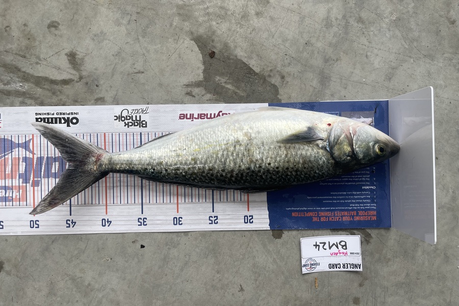 Kayden Russell caught this 45.0cm Kahawai at Northland during The Hirepool Baitmates Fishing Comp
