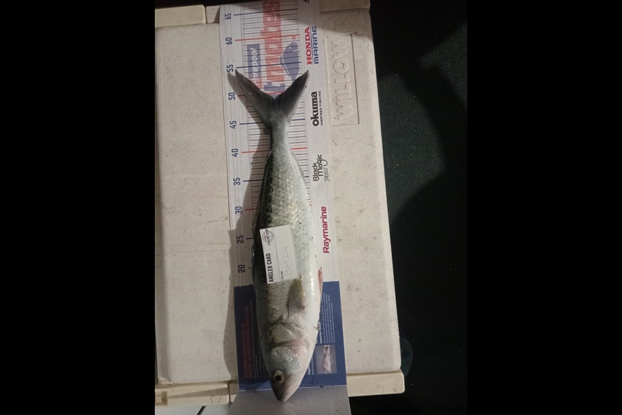 Mark. Haddon caught this 49.0cm Kahawai at Manawatu during The Hirepool Baitmates Fishing Comp