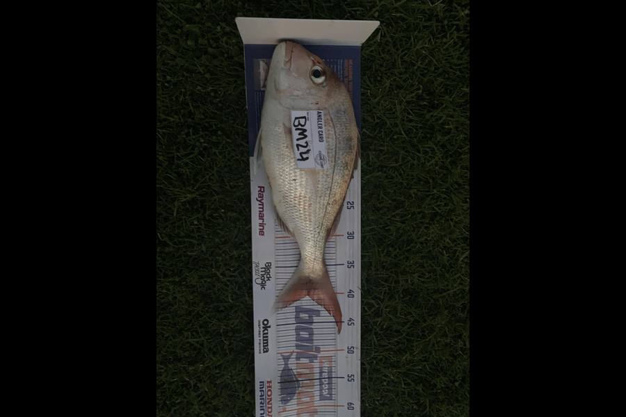Steven Rawiri caught this 40.0cm Snapper at Auckland during The Hirepool Baitmates Fishing Comp