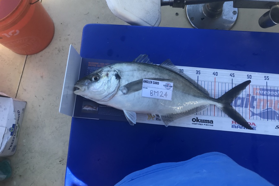 Mason de Raat caught this 44.5cm Trevally at Bay of Plenty during The Hirepool Baitmates Fishing Comp