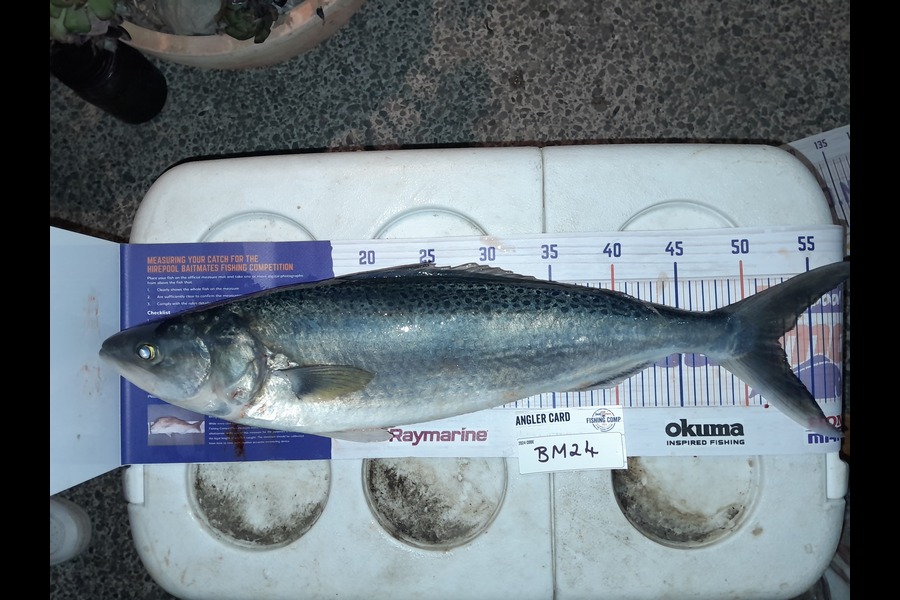 Cameron Brider caught this 52.0cm Kahawai at Canterbury during The Hirepool Baitmates Fishing Comp