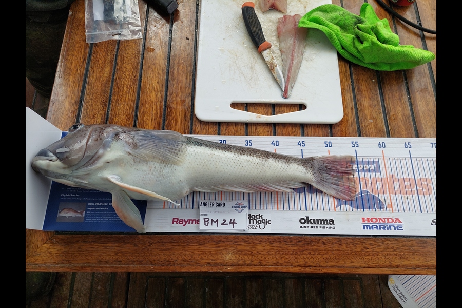 Craig  Rowely  caught this 54.0cm Blue Cod at Nelson/Marlborough during The Hirepool Baitmates Fishing Comp