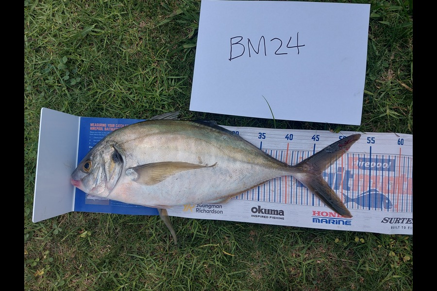 Edwin Tienzo caught this 46.0cm Trevally at Northland during The Hirepool Baitmates Fishing Comp