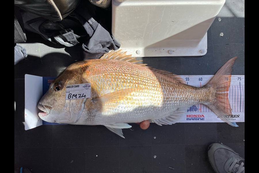 Lee Paetai caught this 70.0cm Snapper at Coromandel during The Hirepool Baitmates Fishing Comp