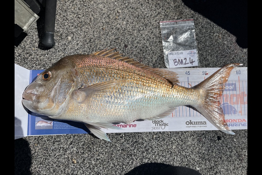 Scott Hodgetts caught this 54.0cm Snapper at Coromandel during The Hirepool Baitmates Fishing Comp