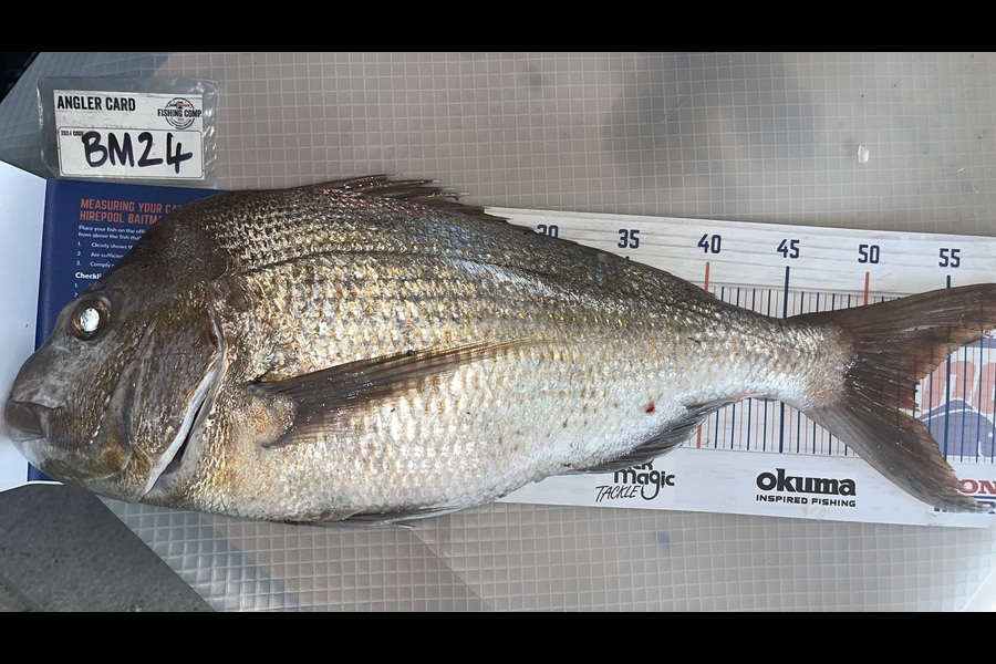 Scott Hodgetts caught this 53.0cm Snapper at Coromandel during The Hirepool Baitmates Fishing Comp