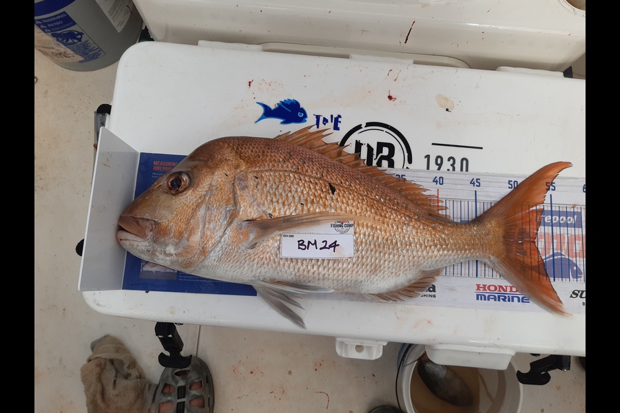Nigel Boreham caught this 52.5cm Snapper at Coromandel during The Hirepool Baitmates Fishing Comp