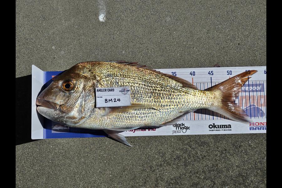 Bevan Irving caught this 51.0cm Snapper at Coromandel during The Hirepool Baitmates Fishing Comp