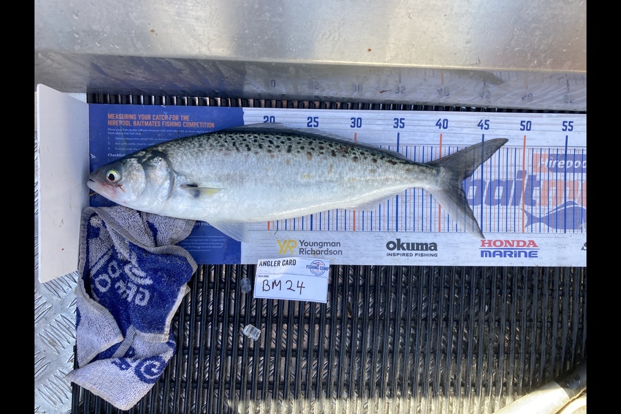 Ruby Scholes caught this 42.5cm Kahawai at Nelson/Marlborough during The Hirepool Baitmates Fishing Comp