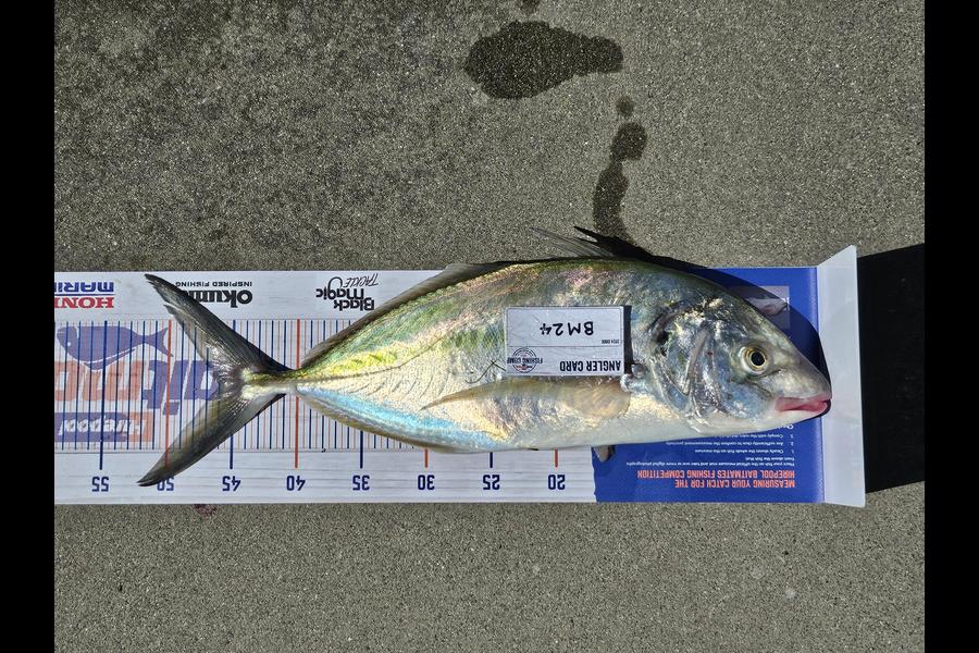 Bevan Irving caught this 46.0cm Trevally at Coromandel during The Hirepool Baitmates Fishing Comp