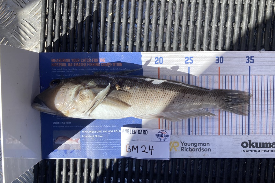 Ruby Scholes caught this 35.0cm Blue Cod at Nelson/Marlborough during The Hirepool Baitmates Fishing Comp