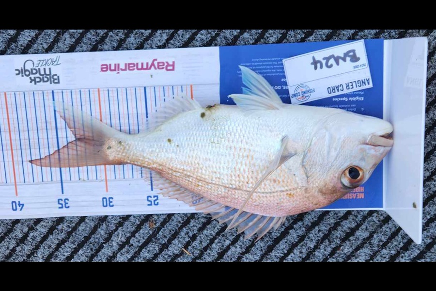 Emma Burnard caught this 33.0cm Snapper at Coromandel during The Hirepool Baitmates Fishing Comp