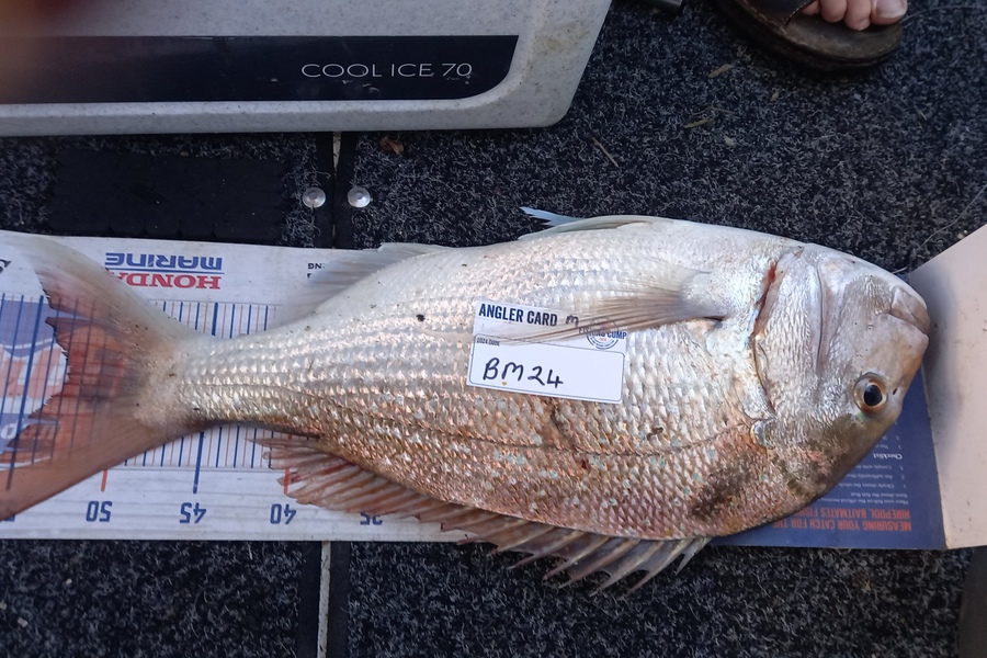 Mike Karl caught this 53.0cm Snapper at Waikato during The Hirepool Baitmates Fishing Comp
