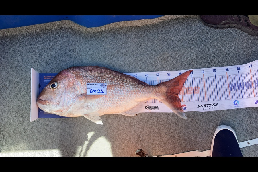 Kevin Bentley caught this 58.0cm Snapper at Waikato during The Hirepool Baitmates Fishing Comp