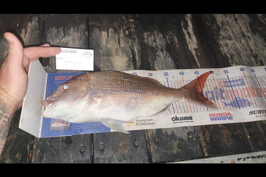 Jon Donaher caught this 44.5cm Snapper at Auckland during The Hirepool Baitmates Fishing Comp