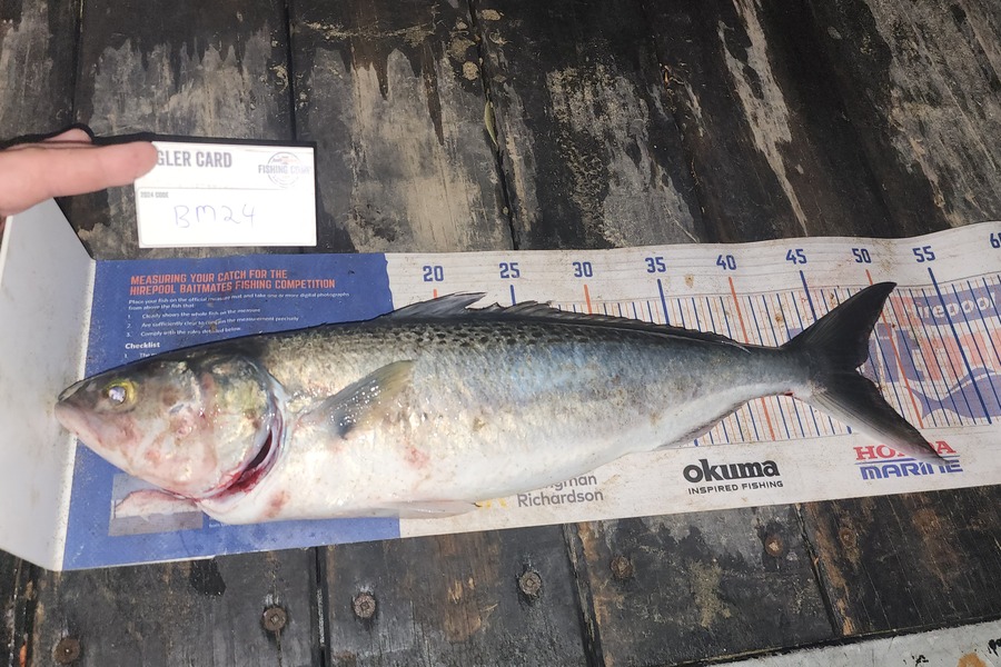 Jon Donaher caught this 46.5cm Kahawai at Auckland during The Hirepool Baitmates Fishing Comp