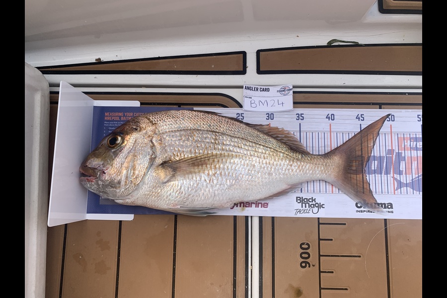 Leisha Burrows caught this 45cm Snapper at Auckland during The Hirepool Baitmates Fishing Comp