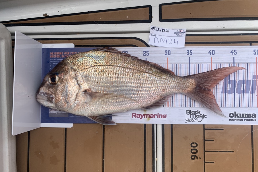 Lincoln Burrows caught this 39.5cm Snapper at Auckland during The Hirepool Baitmates Fishing Comp