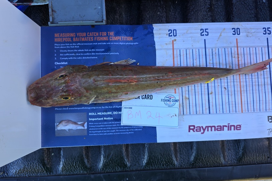 Hudson Ritchie caught this 34cm Gurnard at Coromandel during The Hirepool Baitmates Fishing Comp