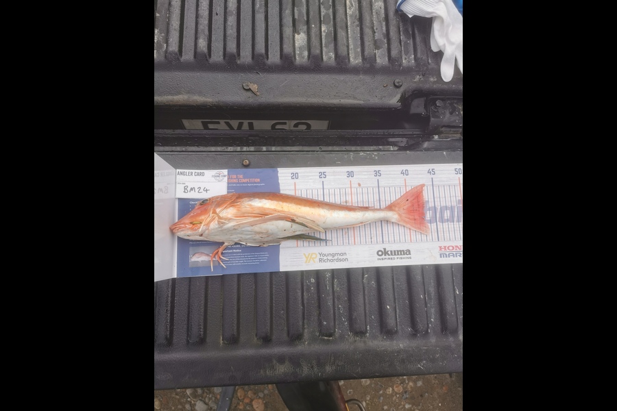 Jeremy Vermeulen caught this 43.0cm Gurnard at Southland during The Hirepool Baitmates Fishing Comp