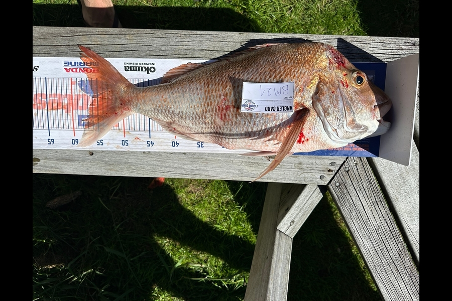 Nathan Brewster caught this 55.5cm Snapper at Coromandel during The Hirepool Baitmates Fishing Comp