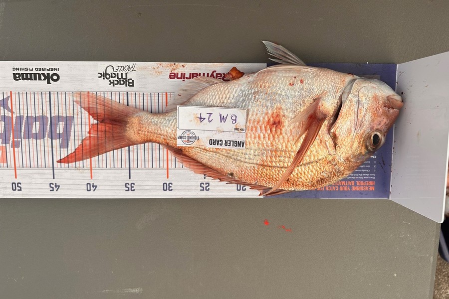 Nina Boylen caught this 39.0cm Snapper at Bay of Plenty during The Hirepool Baitmates Fishing Comp