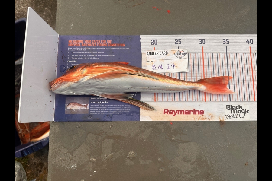 Nina Boylen caught this 34.5cm Gurnard at Bay of Plenty during The Hirepool Baitmates Fishing Comp