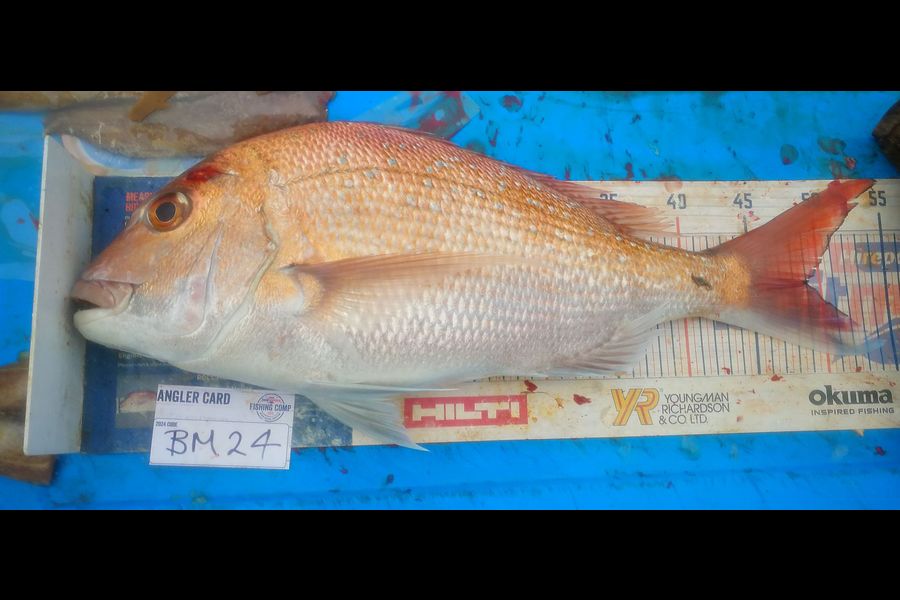 Leigh Page caught this 49.0cm Snapper at Wellington during The Hirepool Baitmates Fishing Comp
