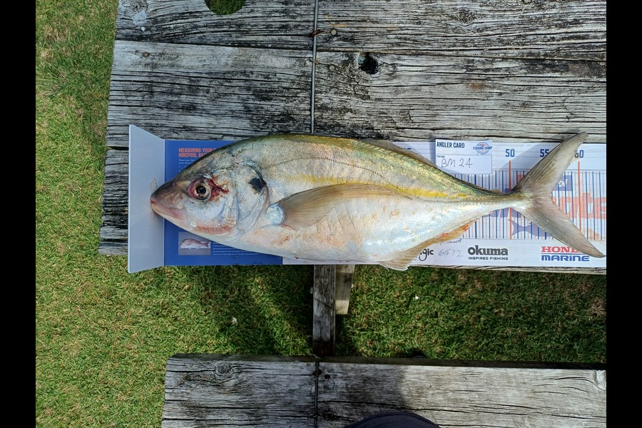 Campbell Neil caught this 55.5cm Trevally at Coromandel during The Hirepool Baitmates Fishing Comp