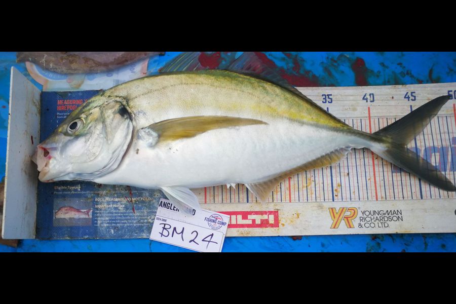 Leigh Page caught this 43.5cm Trevally at Wellington during The Hirepool Baitmates Fishing Comp