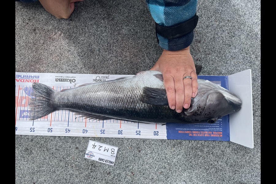 Raikkon Lamb caught this 56.5cm Blue Cod at Nelson/Marlborough during The Hirepool Baitmates Fishing Comp