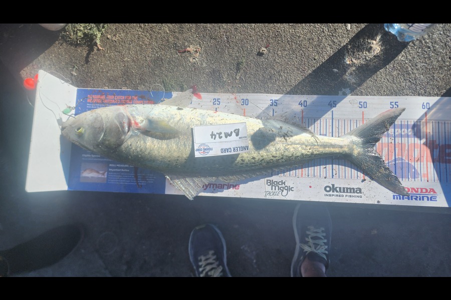 Michael Rangi caught this 51.5cm Kahawai at Bay of Plenty during The Hirepool Baitmates Fishing Comp