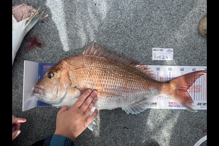 Lisa Lamb caught this 62.0cm Snapper at Nelson/Marlborough during The Hirepool Baitmates Fishing Comp