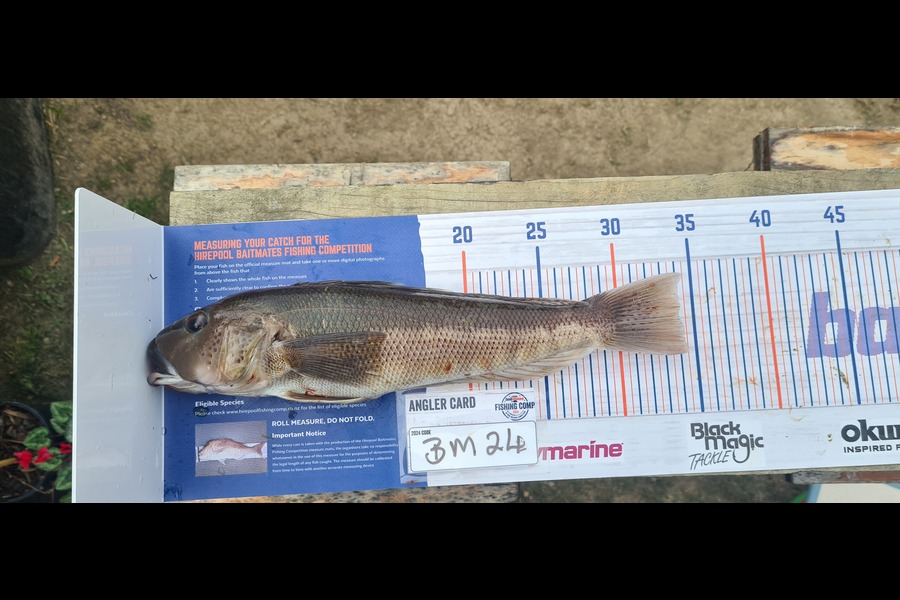 Steve Roberts caught this 34.0cm Blue Cod at Nelson/Marlborough during The Hirepool Baitmates Fishing Comp