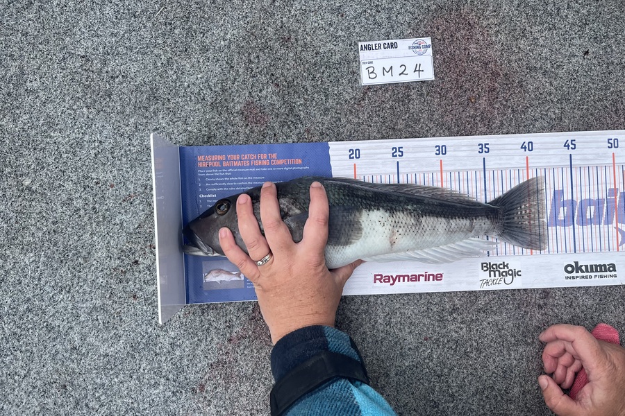 Lisa Lamb caught this 41.5cm Blue Cod at Nelson/Marlborough during The Hirepool Baitmates Fishing Comp