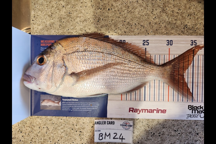 Des Loubser caught this 33.0cm Snapper at Auckland during The Hirepool Baitmates Fishing Comp