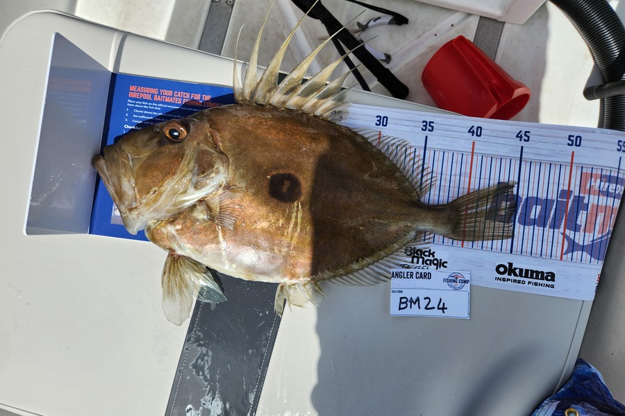 Des Loubser caught this 45.0cm John Dory at Auckland during The Hirepool Baitmates Fishing Comp