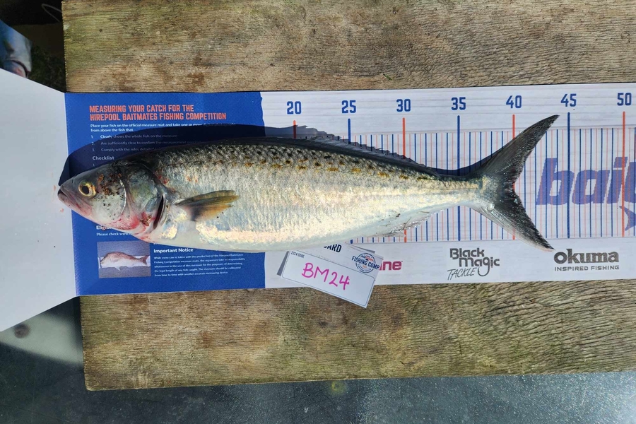 Karina Ashby caught this 40.0cm Kahawai at Bay of Plenty during The Hirepool Baitmates Fishing Comp