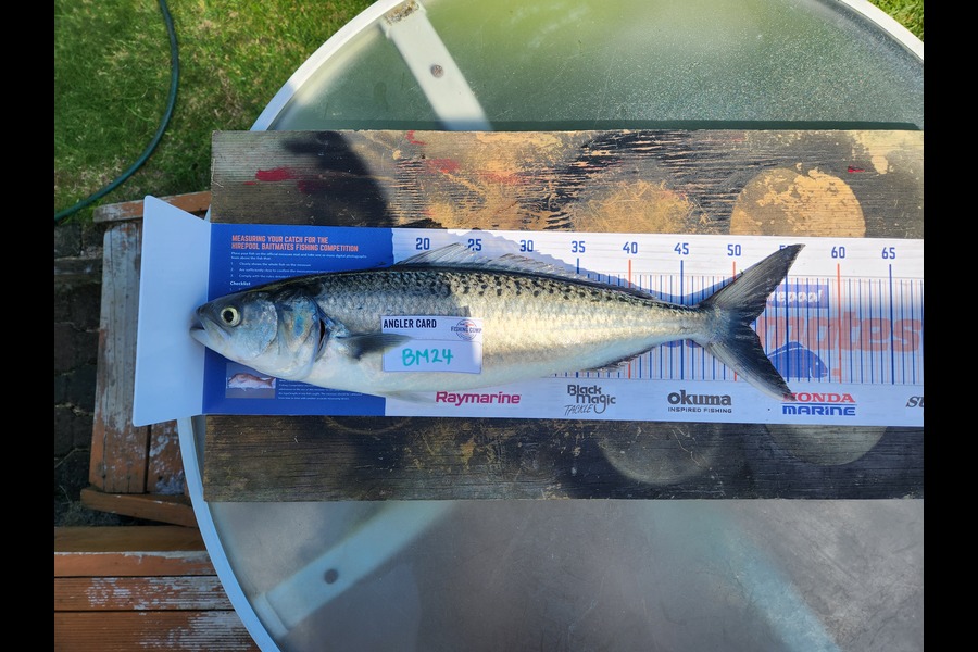 Darren Hayes caught this 51cm Kahawai at Bay of Plenty during The Hirepool Baitmates Fishing Comp